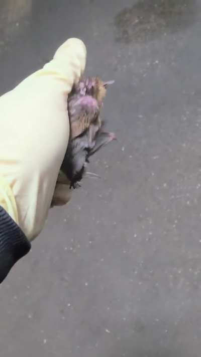 Found a bat in an air intake box