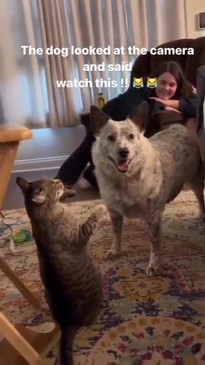 Dog said oops