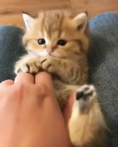 Tiny Ear tufts