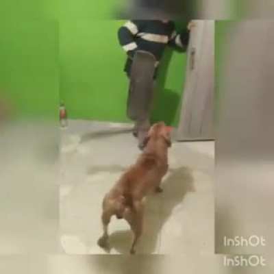Cachorro ninja