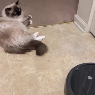 Bravest cat alive
