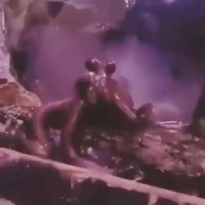 Adorable octopus leaning to say hello