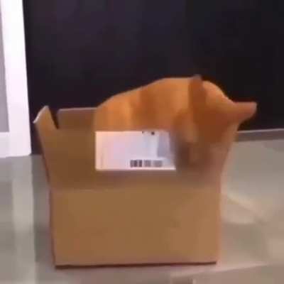 Hungry cat 🐈😻🐈&zwj;⬛
