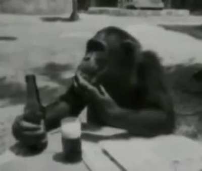 Kim &uuml;zd&uuml; ulan maymunu 😡😞✌️🦍