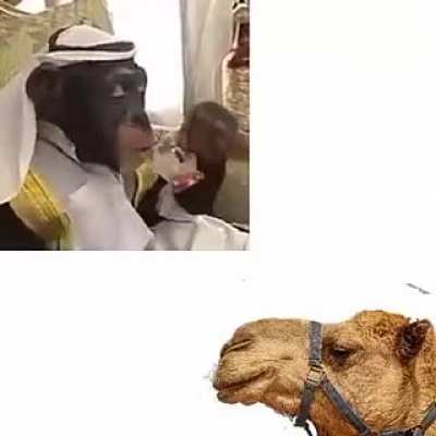 monk&egrave; meets camel