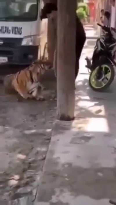 Solo un tigre de Bengala que deambula por la ciudad y luego es llevado a casa sin ninguna resistencia. Esto sucedi&oacute; en Tecuala, M&eacute;xico.