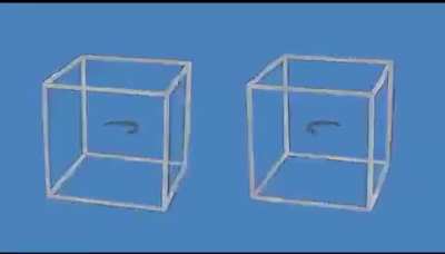 Illusion