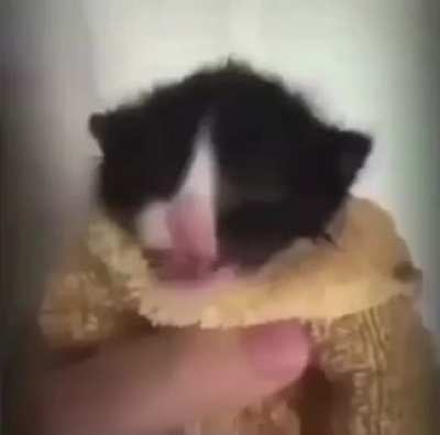 &amp;amp; cat?? 🤨