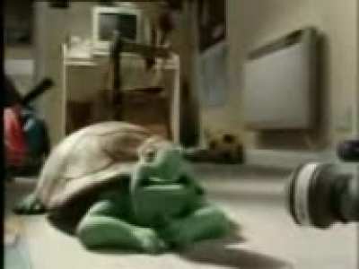 persian turtle song