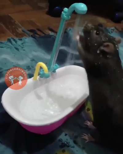 🐭 🛀 