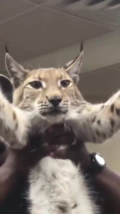 That&rsquo;s a long cat