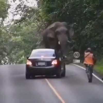 You’ll love this absolute unit in India
