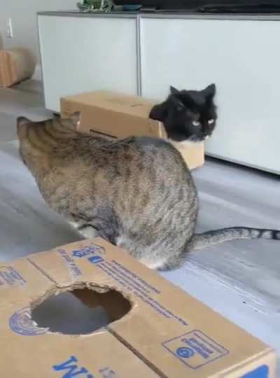 Wenn das Paket endlich ankommt, aber der Inhalt sich selbstständig macht 😹📦