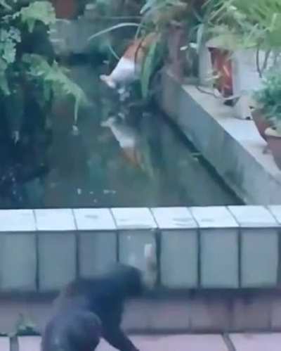 A pro at work