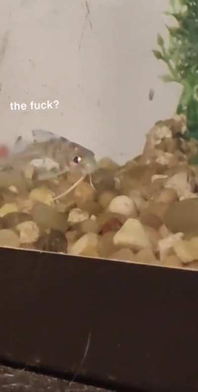 Fear him.