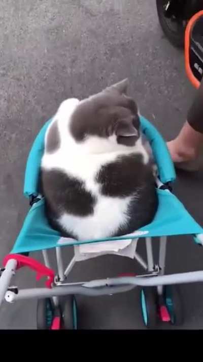 Thicc boii