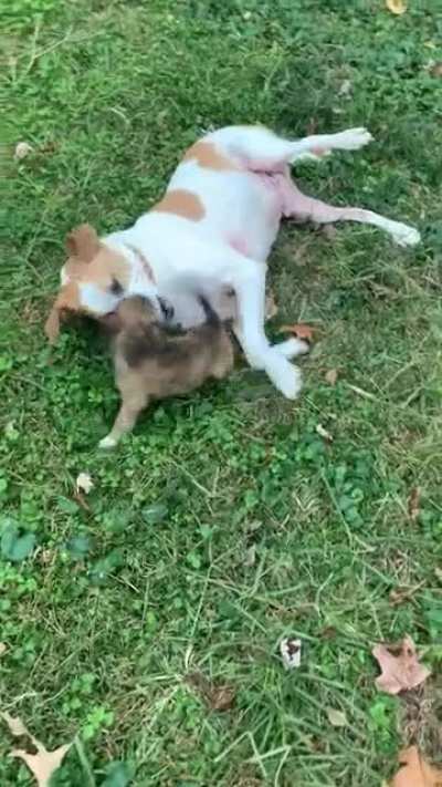 Big boi Louie and smol boi Tank go at it again one last time on Reddit. You asked for more video/no filter so here it is! Thanks for your kind comments, awards, up votes on my previous video. This is my last post. I just don&rsquo;t have the bandwidth to mainta