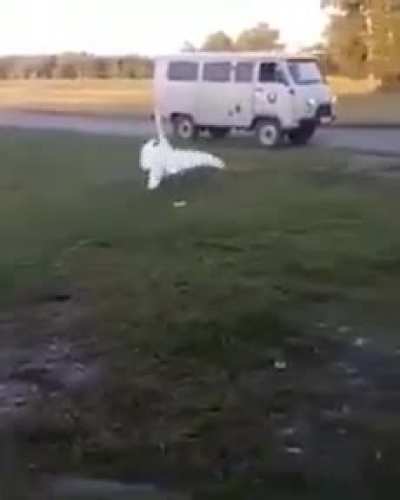 The goose is looking forward to his best friend!