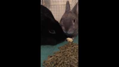 Noms