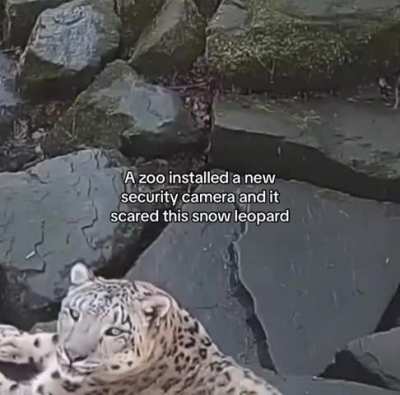 Overreacting Wunk