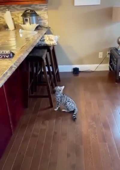 Как отучить кота прыгать на стол