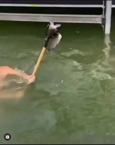 Guy dives off dock with pitchfork and pierces 2 huge ones