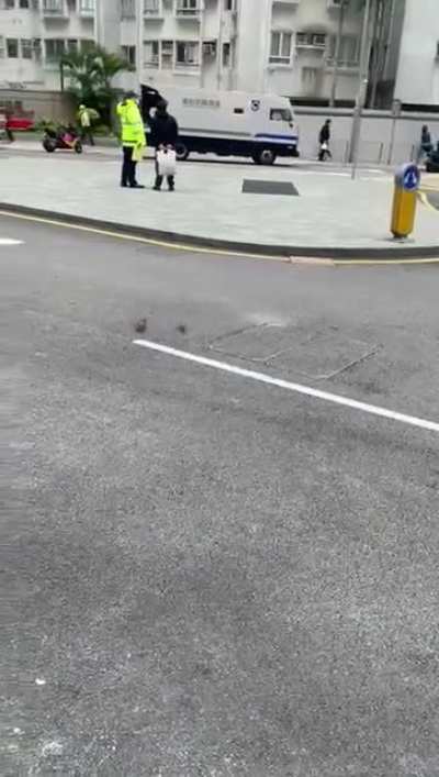 🐀🐦🐀🐦🐀