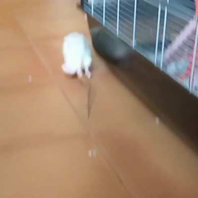 People demanded to see the bigger "brother" of the rat with the swinging balls