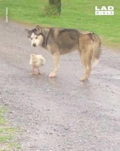 "Oh, this chicken? I have no idea how it got in my mouth"