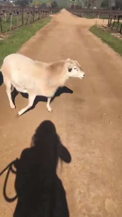 Someone get this ram in the NFL in time for the super bowl (doggo is okay don&rsquo;t worry)