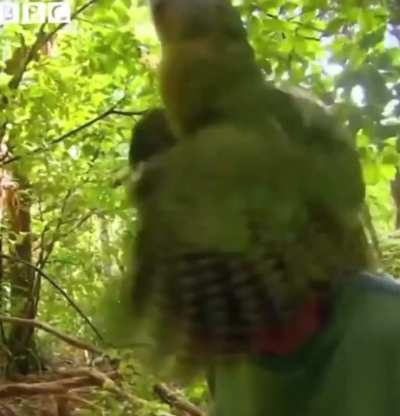 An encounter with a rare parrot&hellip;