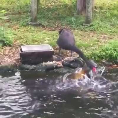 Гусь кормит рыбу
