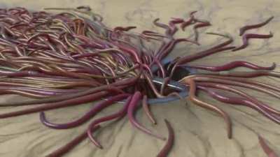 Worm crawl