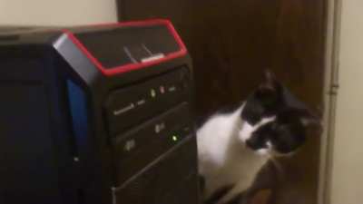 Cat bamboozled by computer's CD drive