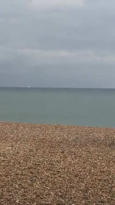 Dolphins spotted in Brighton ! 🐬🐬
