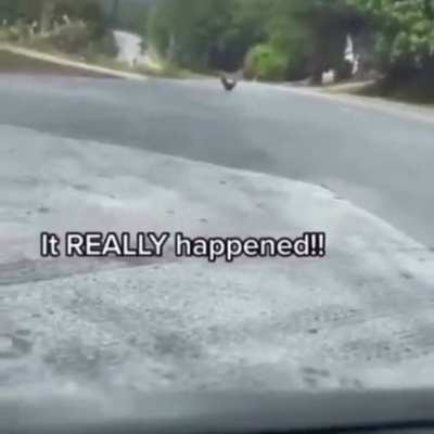 🐔🛣
