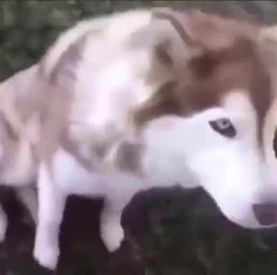 Where my dogs at?