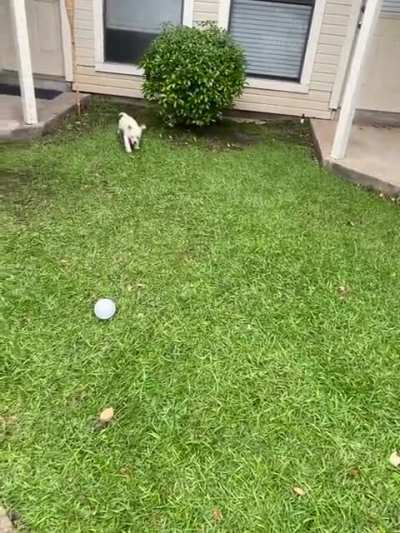 Our lab puppy&rsquo;s first case of the zombies