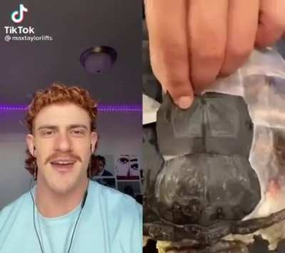 i love turtles!