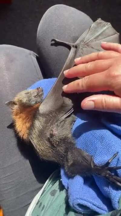 Sleepy sky puppy. How has this not been crossposted here yet?