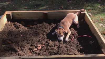 She&rsquo;s &ldquo;helping&rdquo; with the garden