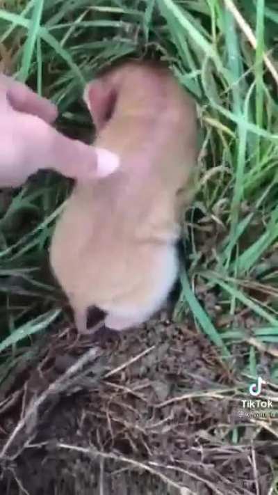 Piggy