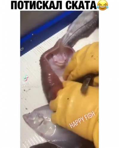 happy fish