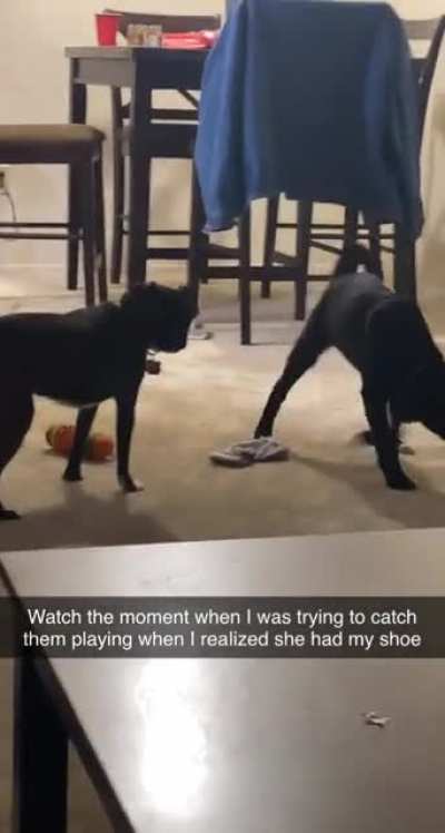 Trying to catch my dog playing with the new puppy when I realized she had my shoe