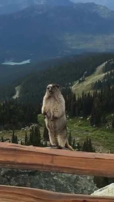 Beautiful sound of nature