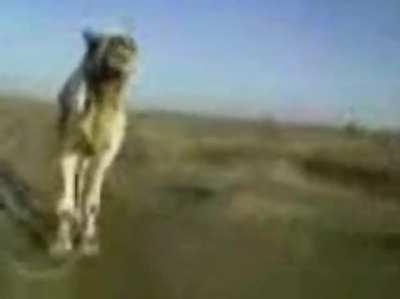This camel is too fast
