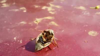 Beetle Flood Host.