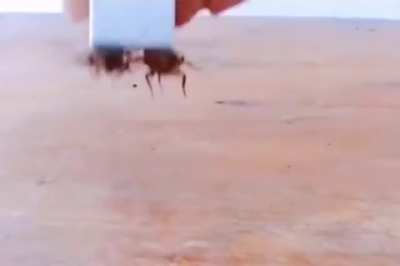 cursed_coffinDance