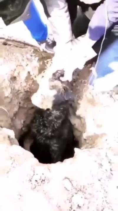 Bolado