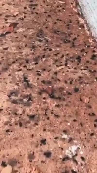 Porque?